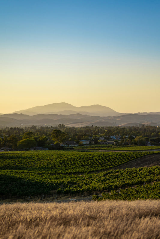 The Impact of Climate Change on Italian Winemaking