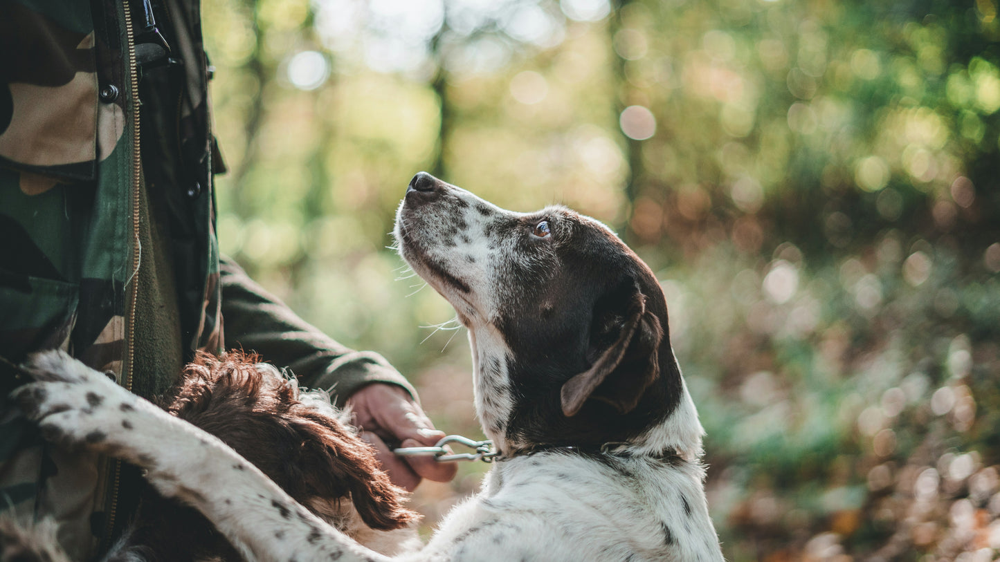 Truffle Hunting